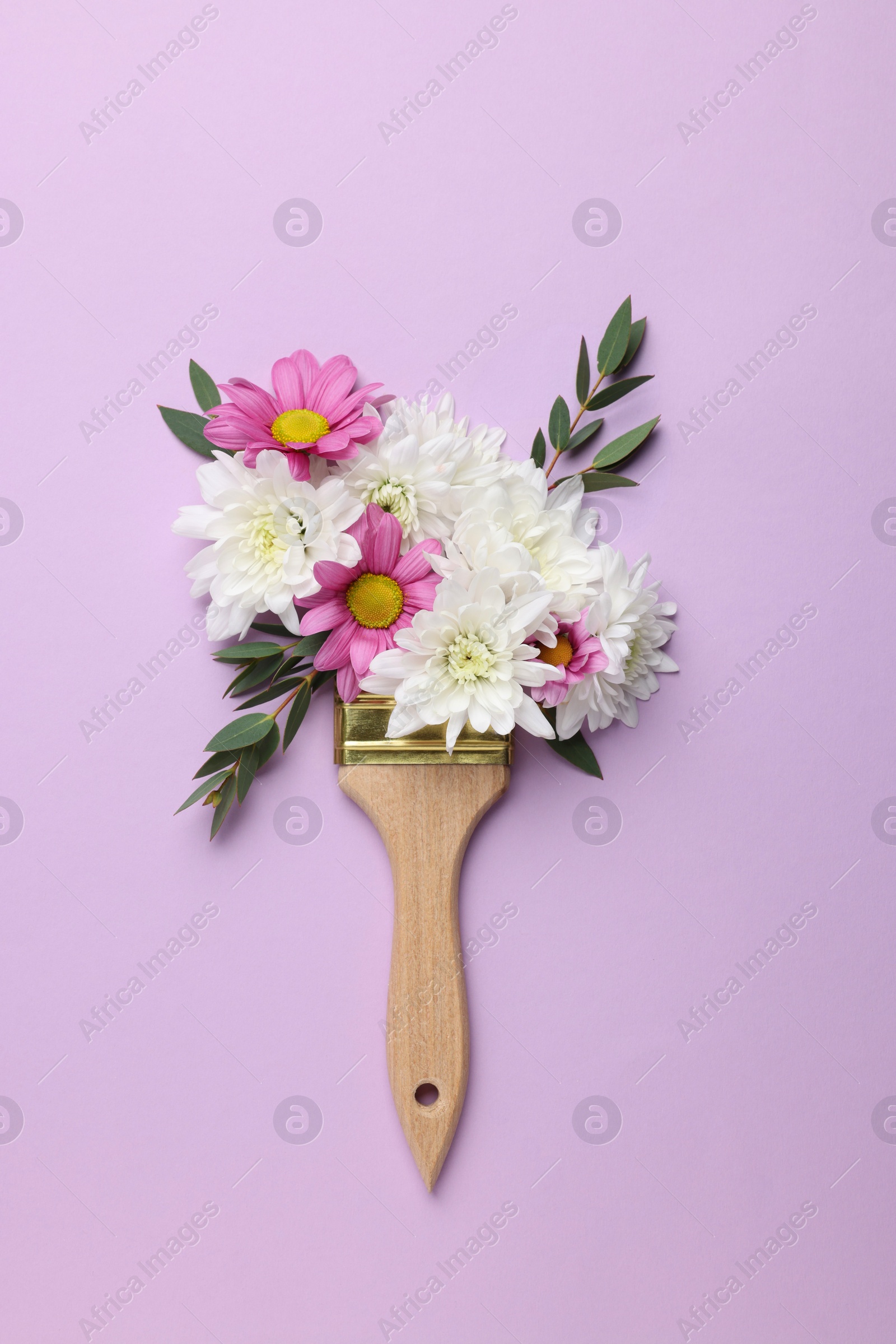 Photo of Brush with colorful flowers of chrysanthemum on violet background, top view. Creative concept