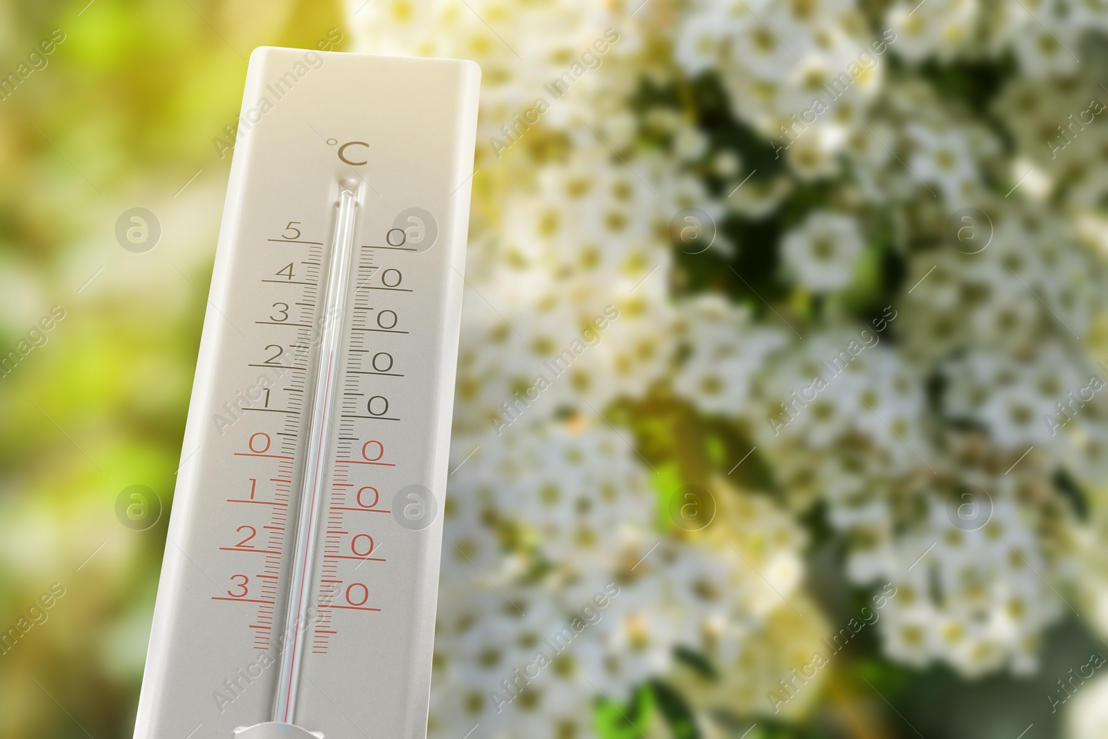 Image of Thermometer and blossoming spiraea shrub outdoors. Temperature in spring