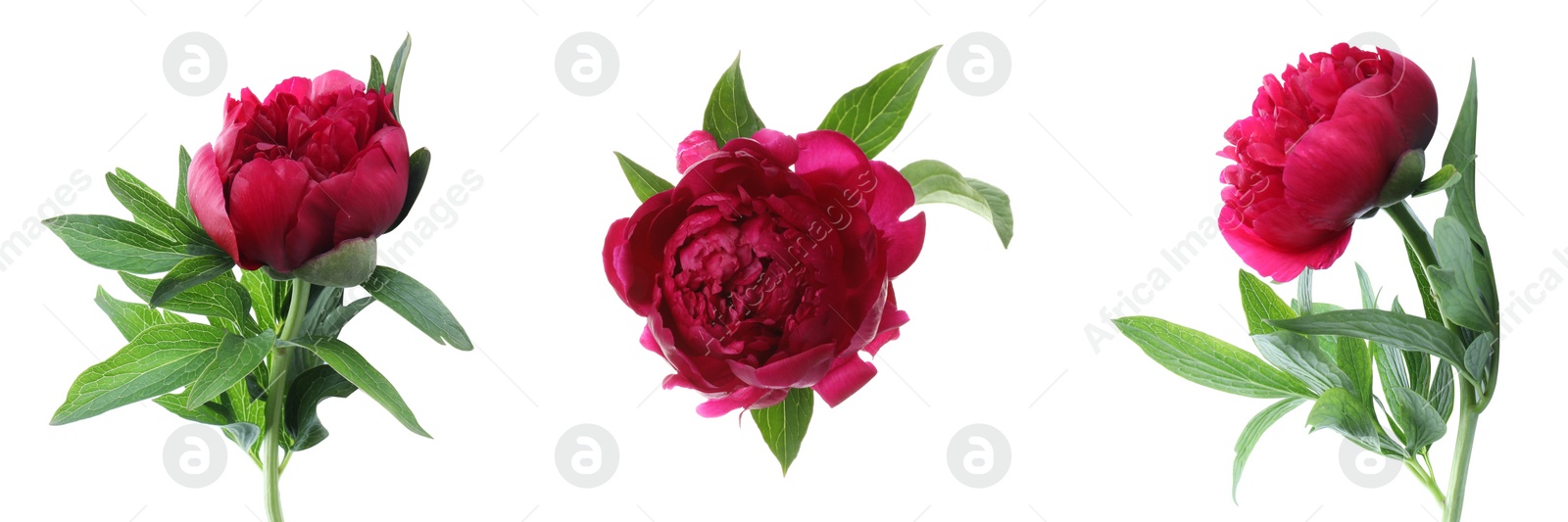 Image of Set of beautiful peony flowers on white background. Banner design