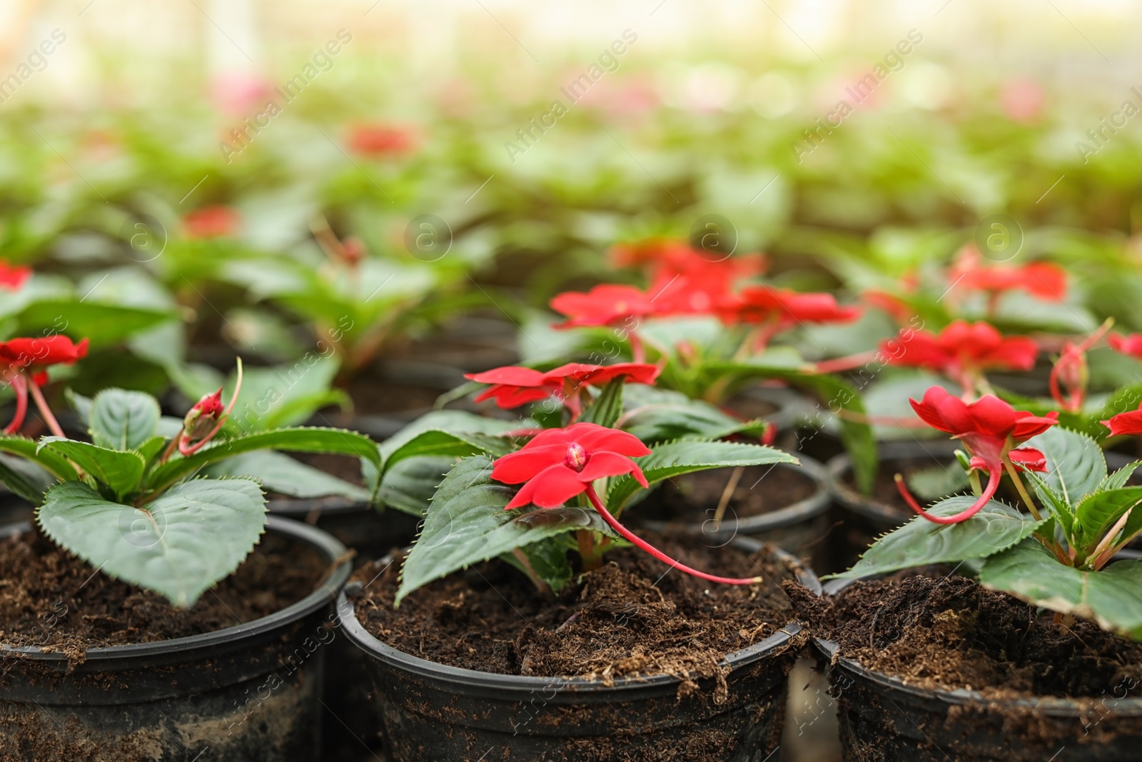 Photo of Many blooming flowers growing in pots with soil, closeup