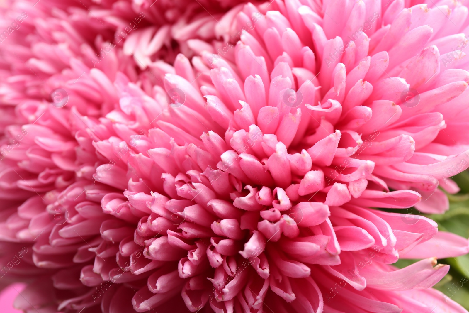 Photo of Beautiful pink aster as background, closeup. Autumn flower