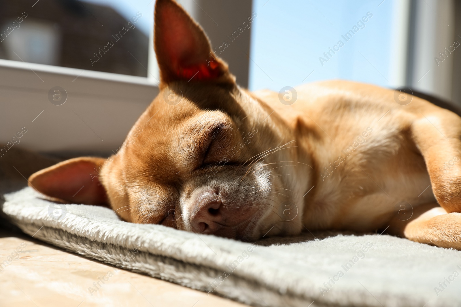 Photo of Cute small chihuahua dog sleeping on window sill indoors, closeup