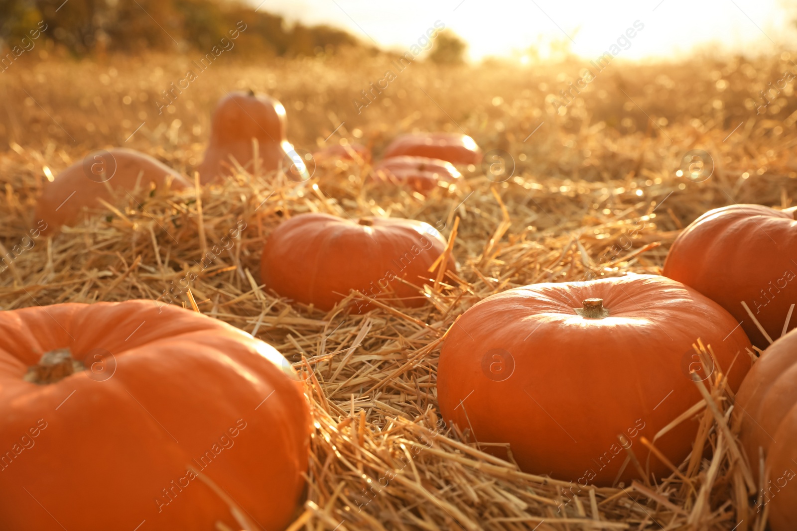 Photo of Ripe orange pumpkins among straw in field