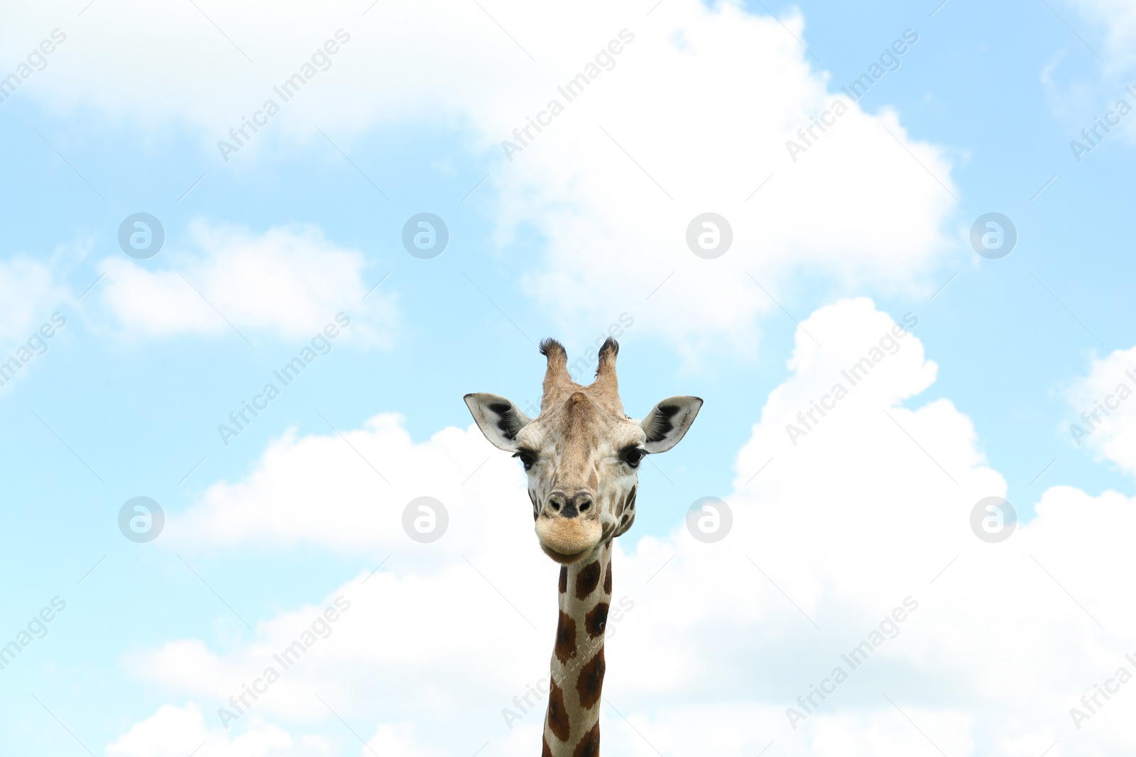 Photo of Beautiful spotted African giraffe against blue sky