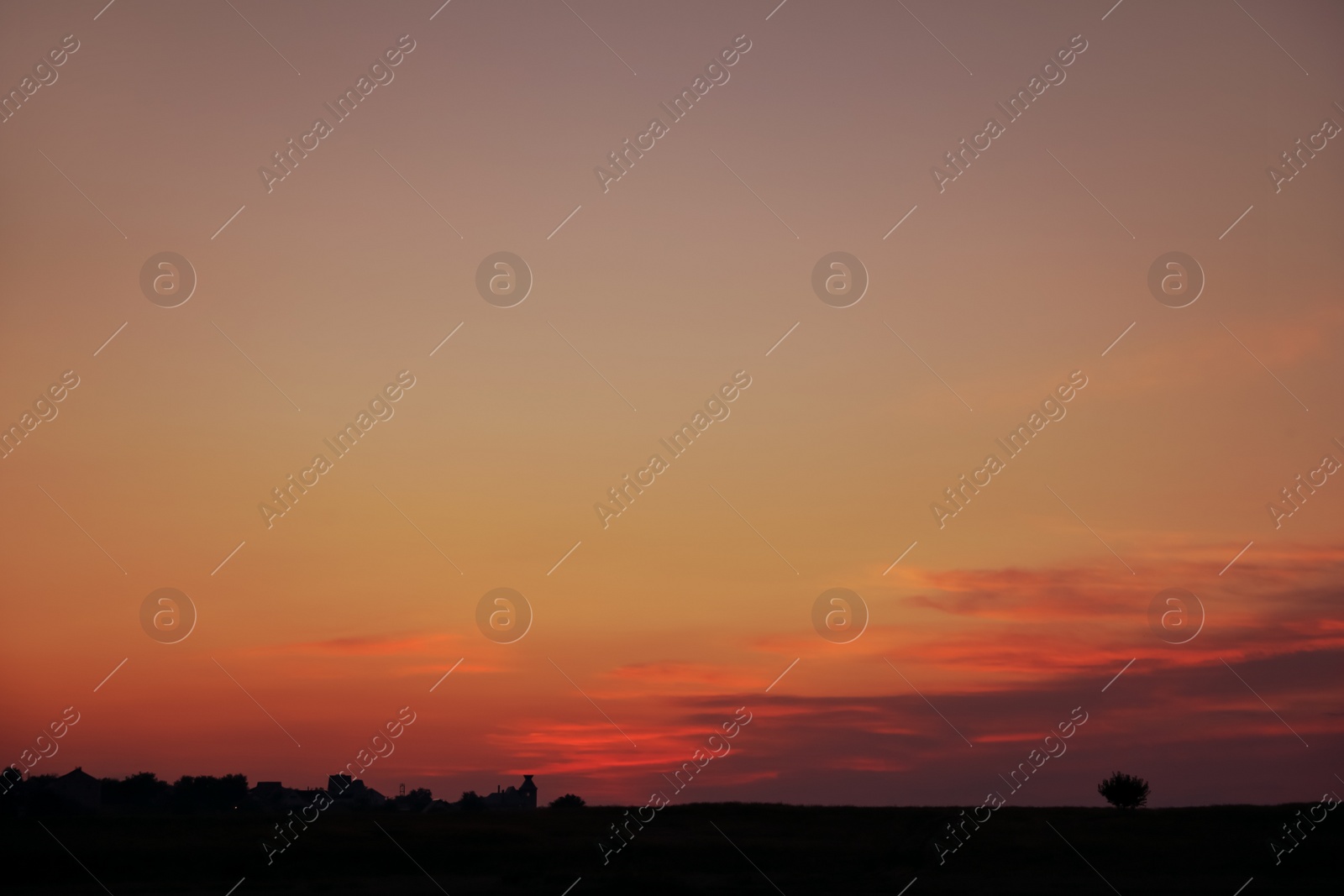 Photo of Beautiful view of field at sunrise. Early morning landscape