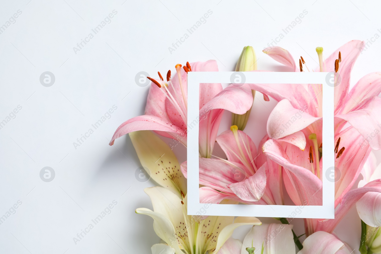 Photo of Composition with beautiful blooming lily flowers and frame on white background