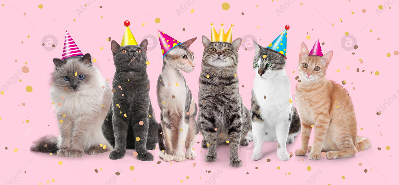 Image of Adorable cats with party hats on pink background. Banner design 