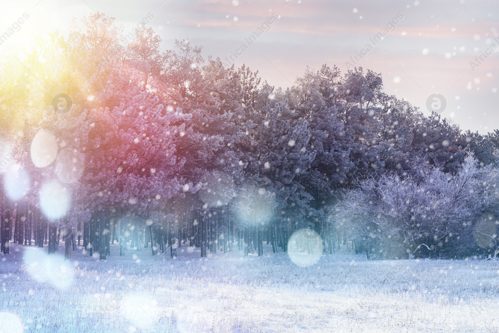 Image of Beautiful forest covered with snow on sunny day