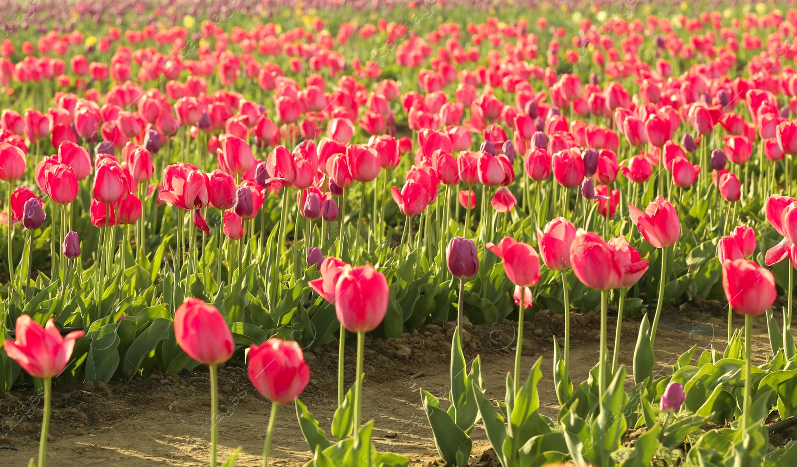 Photo of Picturesque view of field with blossoming tulips on sunny spring day