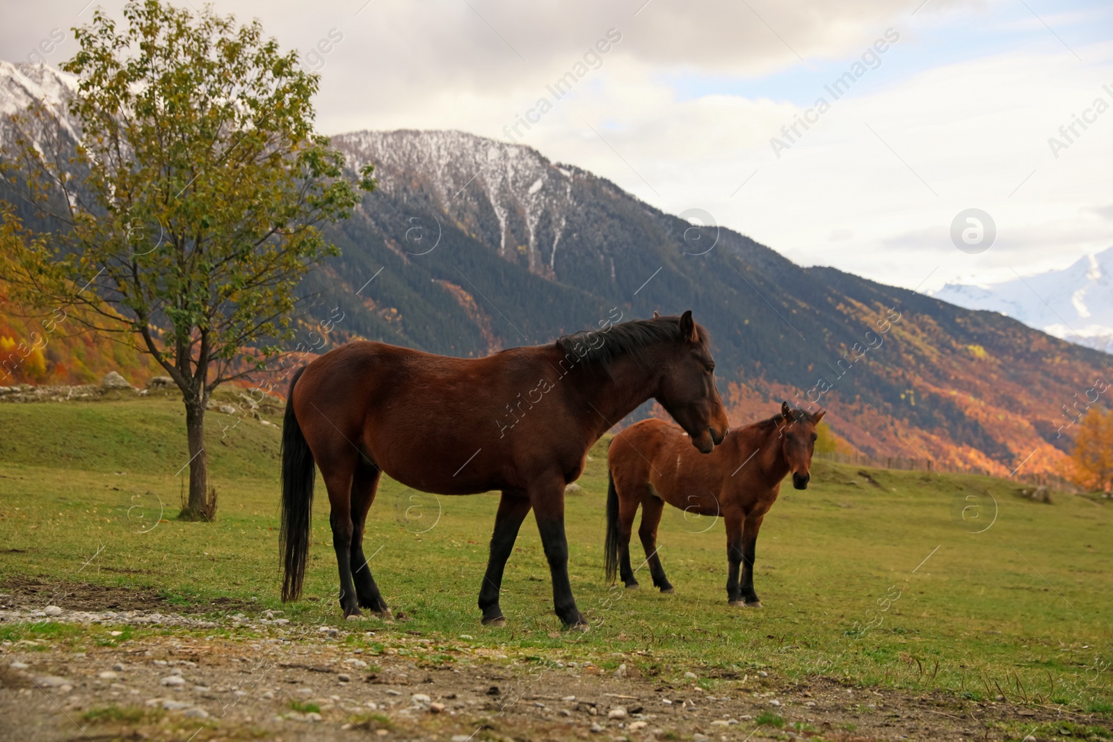 Photo of Brown horses in mountains on sunny day. Beautiful pets