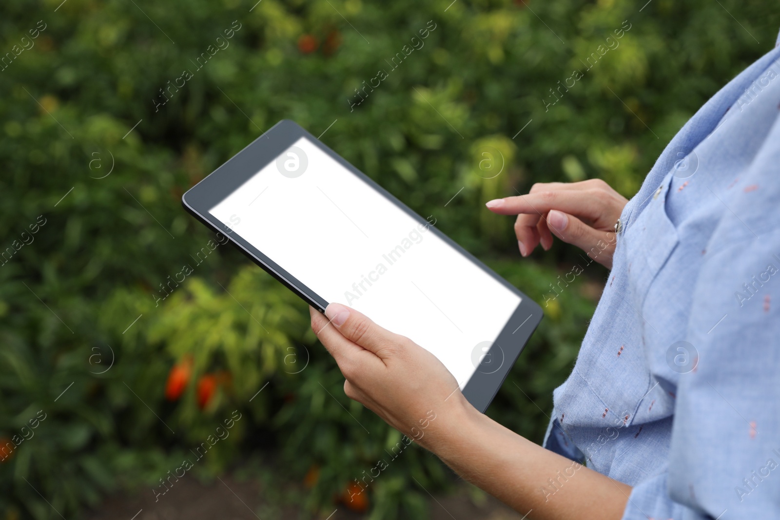 Photo of Woman using tablet with blank screen in field, closeup. Agriculture technology