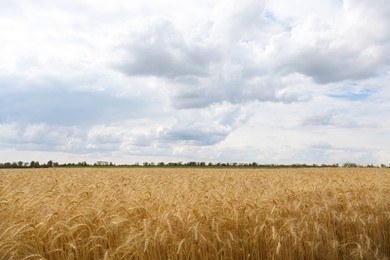 Photo of Beautiful view of agricultural field with ripe wheat spikes on cloudy day