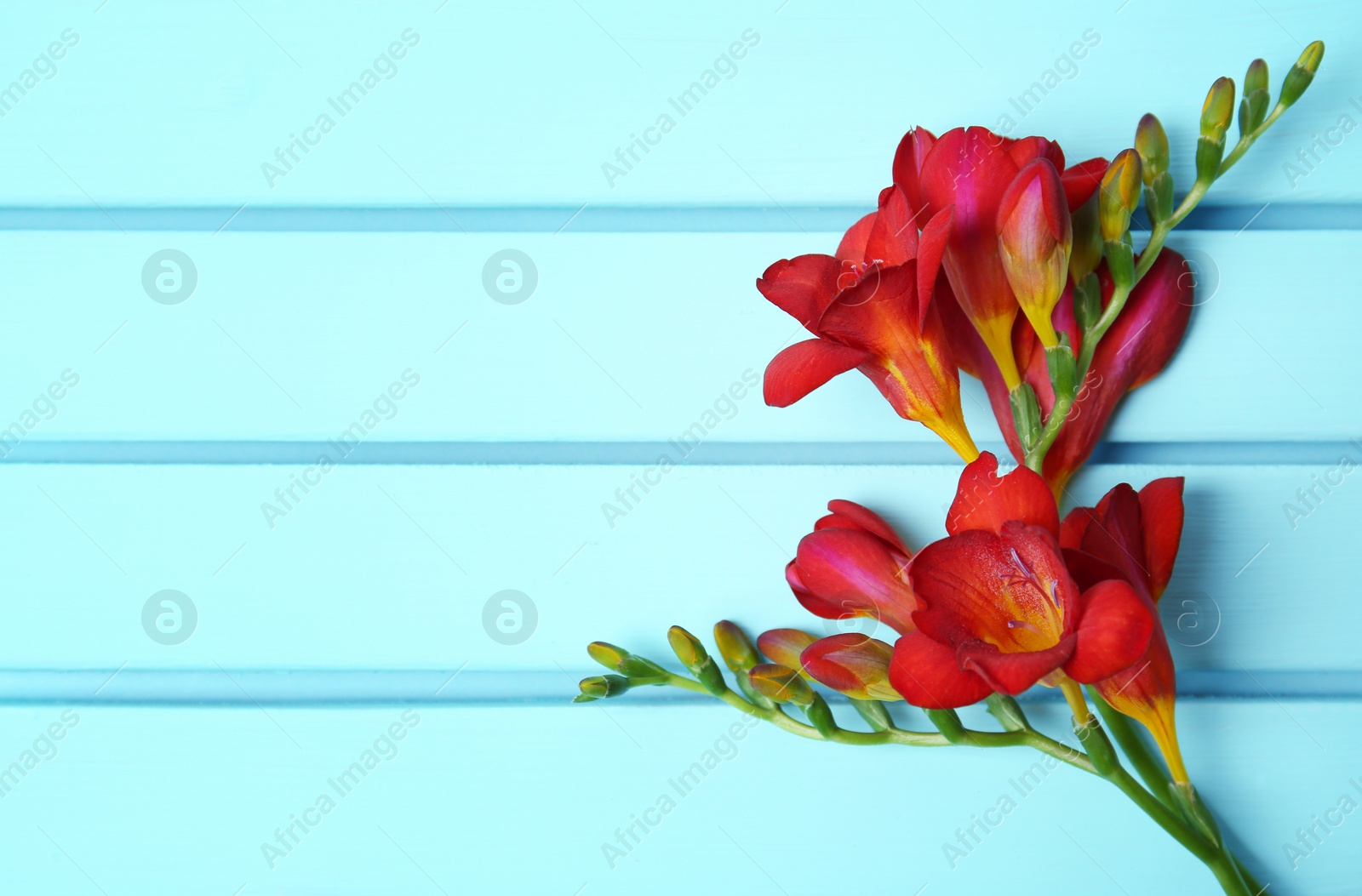 Photo of Beautiful freesia flowers on wooden background