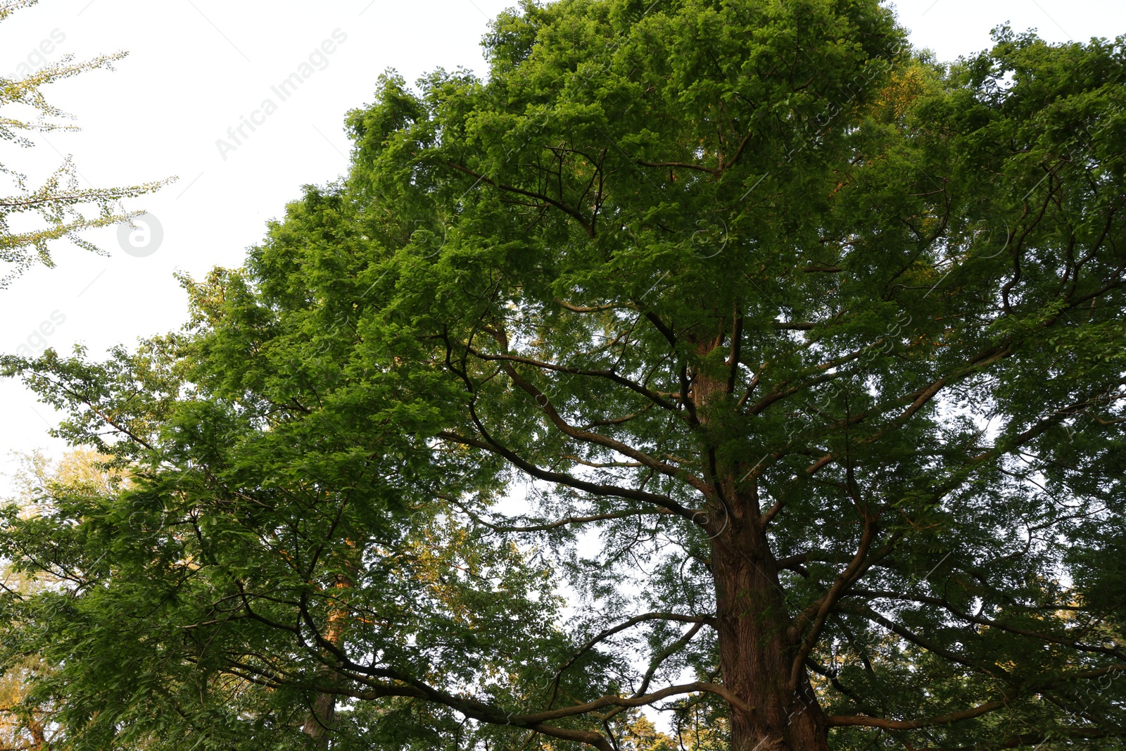 Photo of Beautiful tree with green leaves growing outdoors, low angle view