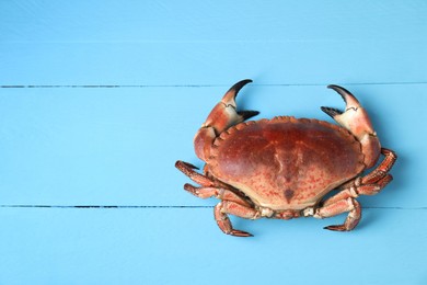 Photo of Delicious boiled crab on light blue wooden table, top view. Space for text