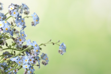 Photo of Beautiful forget-me-not flowers against blurred green background, closeup. Space for text