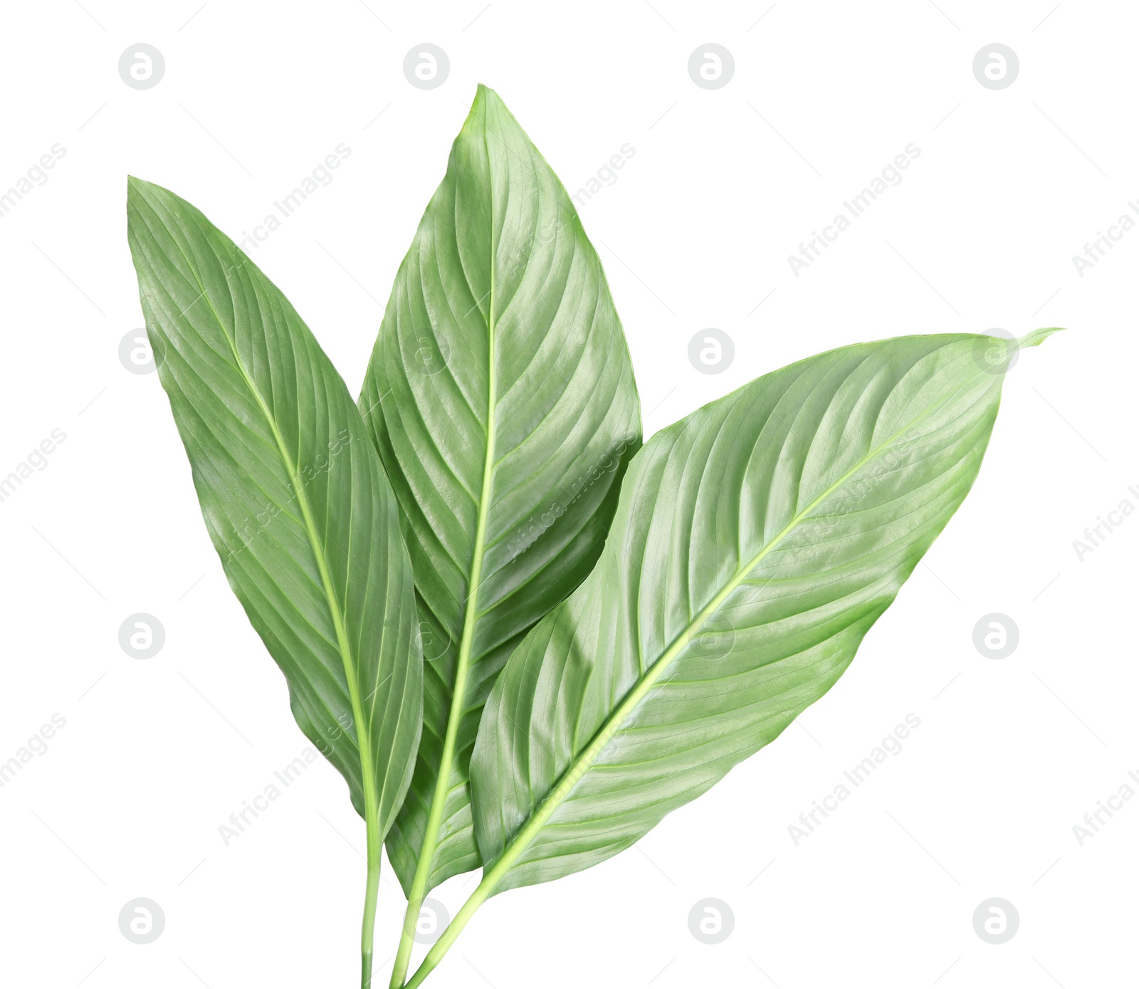 Photo of Beautiful tropical Spathiphyllum leaves on white background