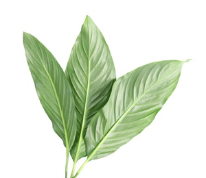 Beautiful tropical Spathiphyllum leaves on white background