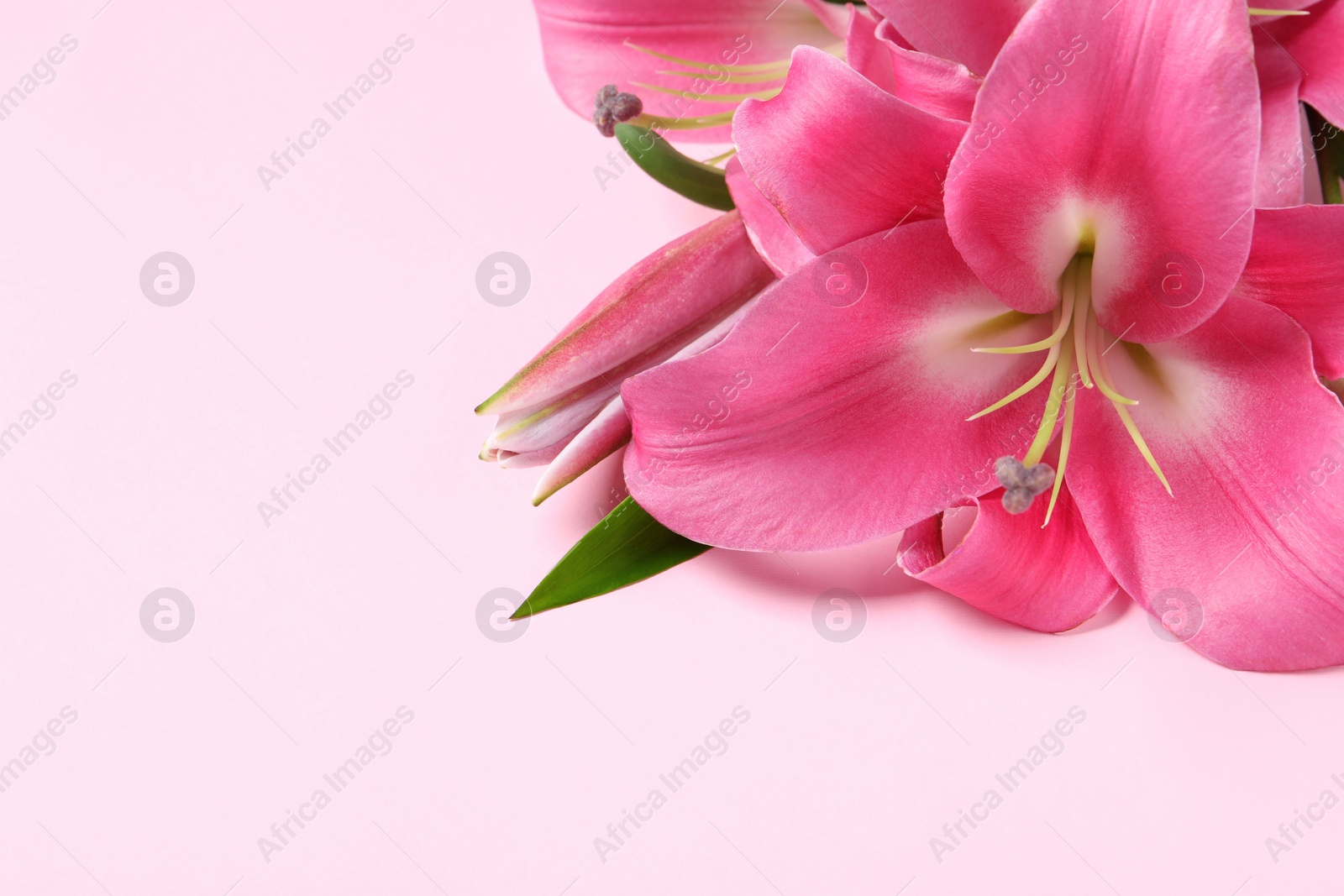 Photo of Beautiful pink lily flowers on color background, closeup. Space for text