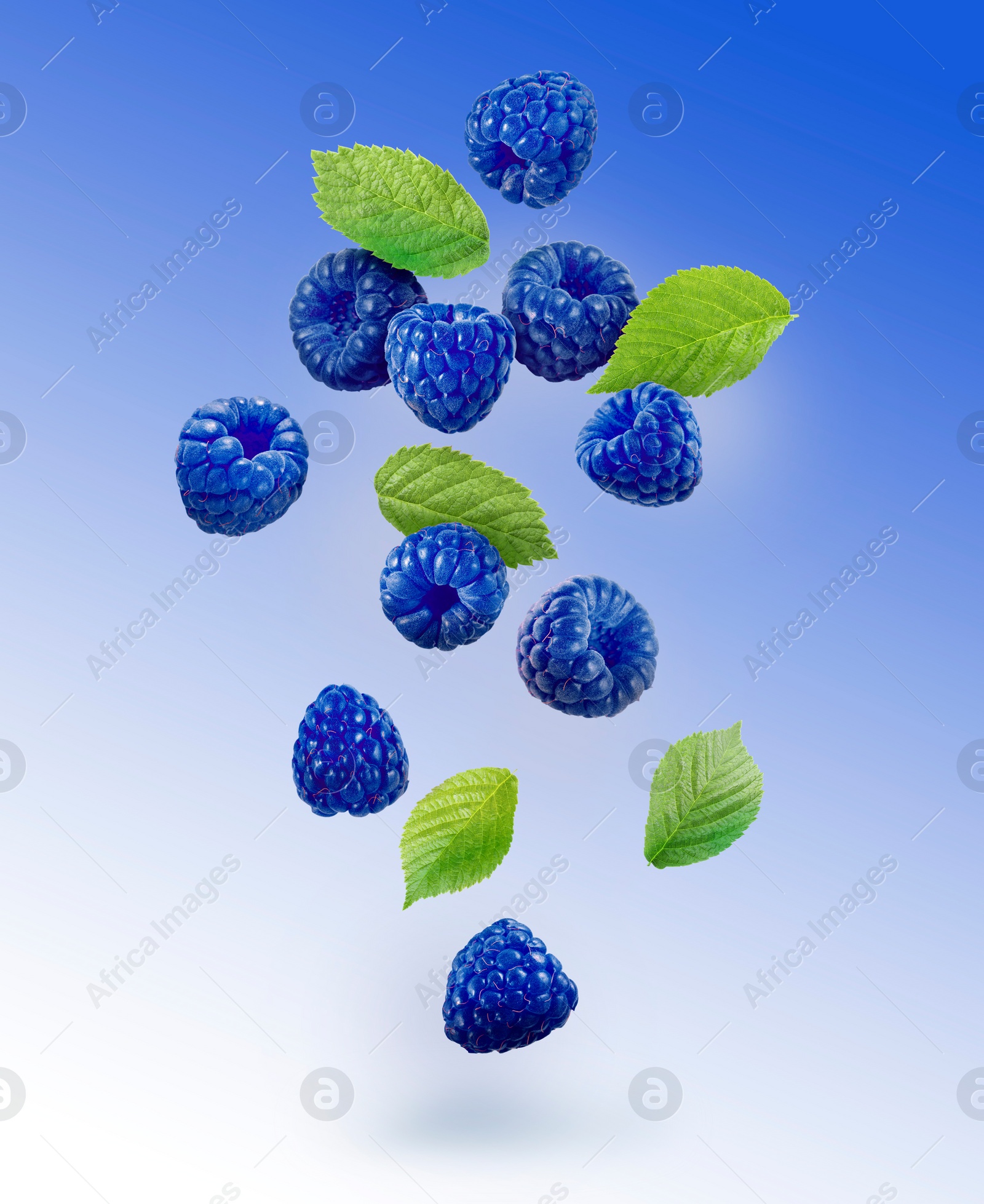 Image of Many fresh blue raspberries and green leaves falling on blue background