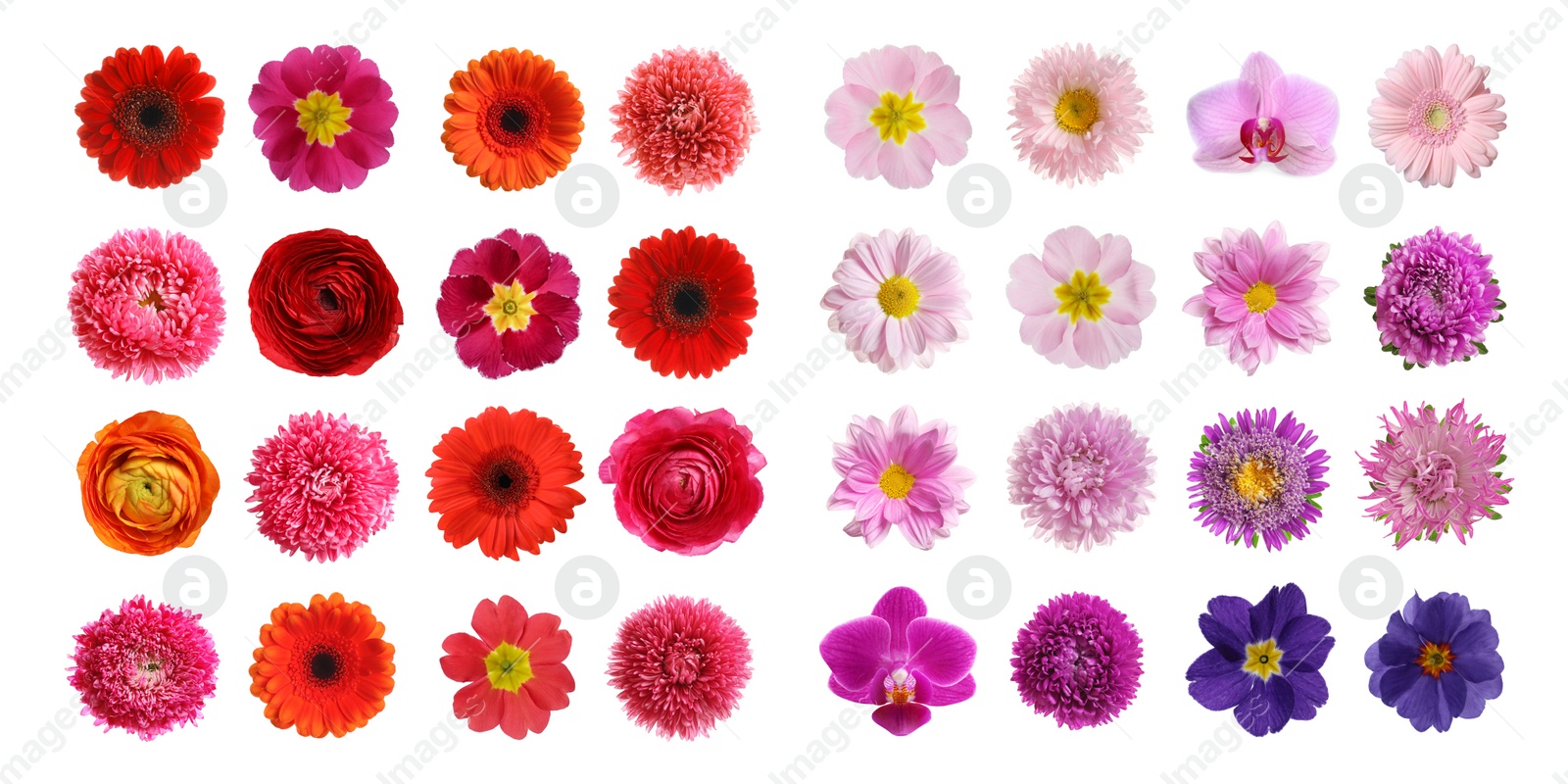 Image of Set with different beautiful flowers on white background. Banner design