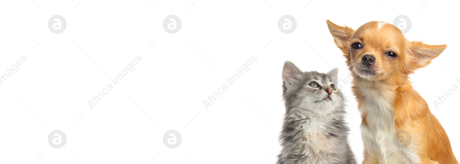 Image of Cute fluffy kitten and small Chihuahua dog on white background. Banner design with space for text