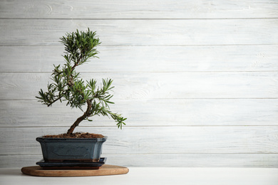 Photo of Japanese bonsai plant on white wooden table, space for text. Creating zen atmosphere at home