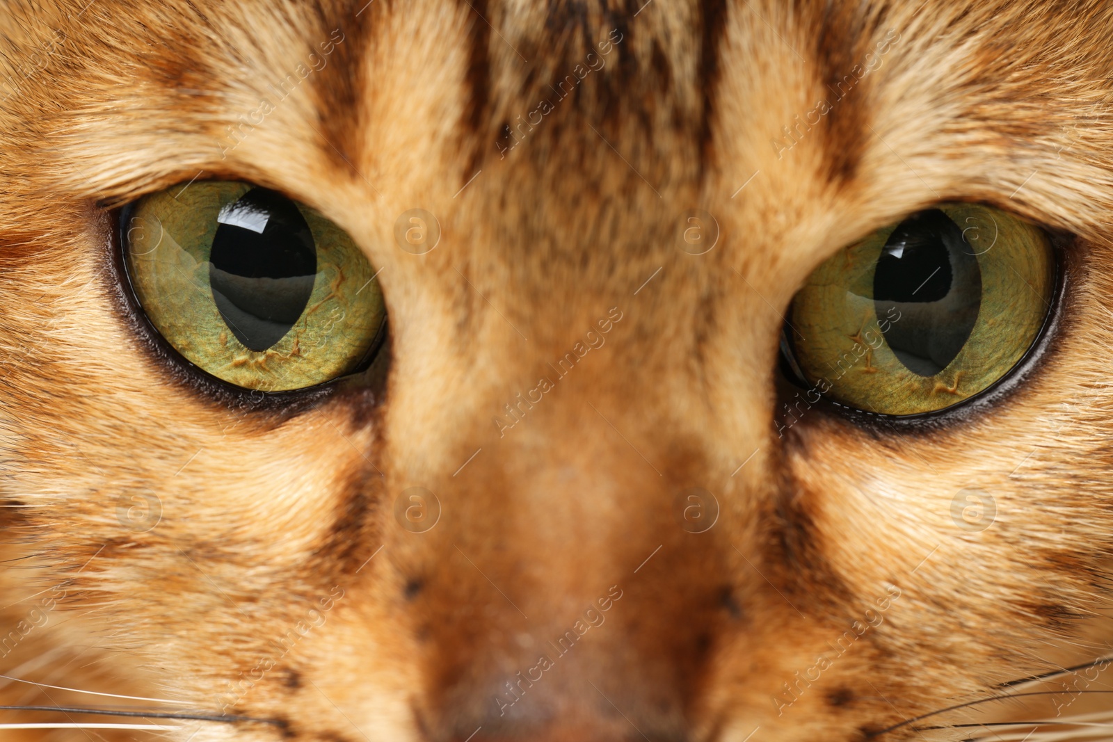 Photo of Macro photo of cat with beautiful eyes. Cute pet