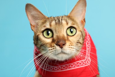 Photo of Cute Bengal cat with red bandana on light blue background, closeup
