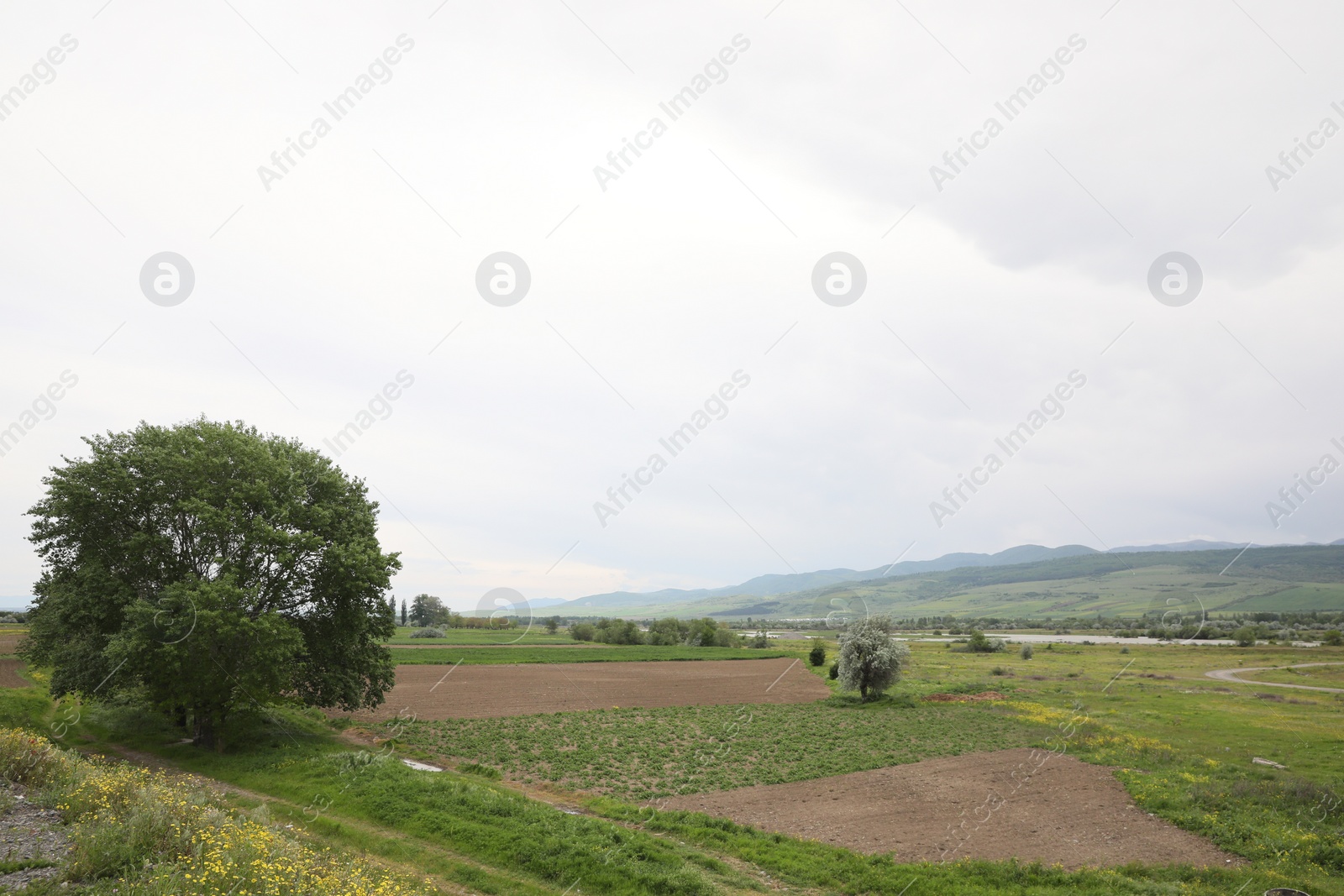 Photo of Picturesque view of tree growing in field on cloudy day