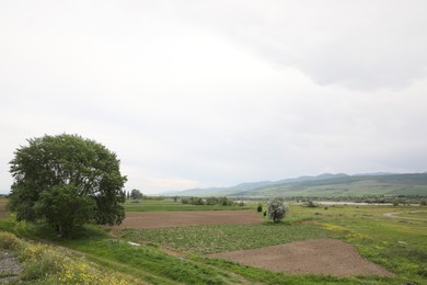 Photo of Picturesque view of tree growing in field on cloudy day