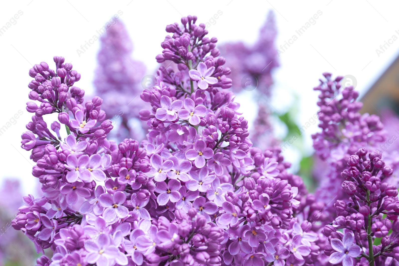 Photo of Blossoming lilac outdoors on spring day