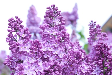 Blossoming lilac outdoors on spring day