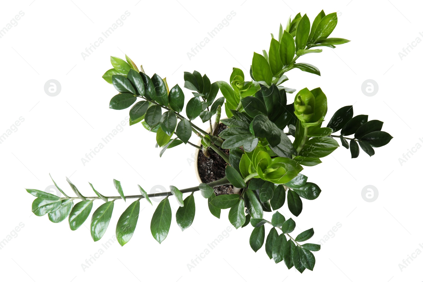 Photo of Pot with Zamioculcas home plant on white background, top view