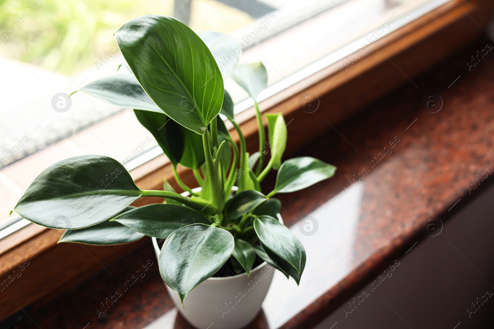 Photo of Beautiful green houseplant on window sill indoors, closeup. Space for text