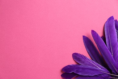 Purple feathers on pink background, flat lay. Space for text