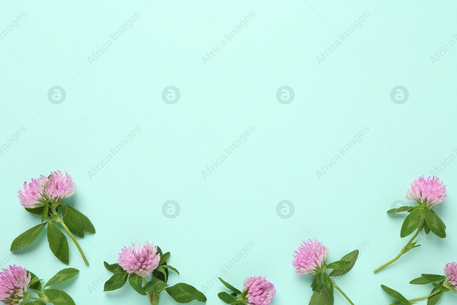 Photo of Beautiful clover flowers on turquoise background, flat lay. Space for text