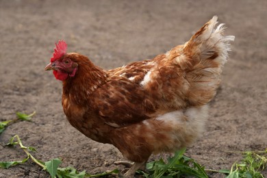 Photo of Beautiful brown hen in farmyard. Free range chicken