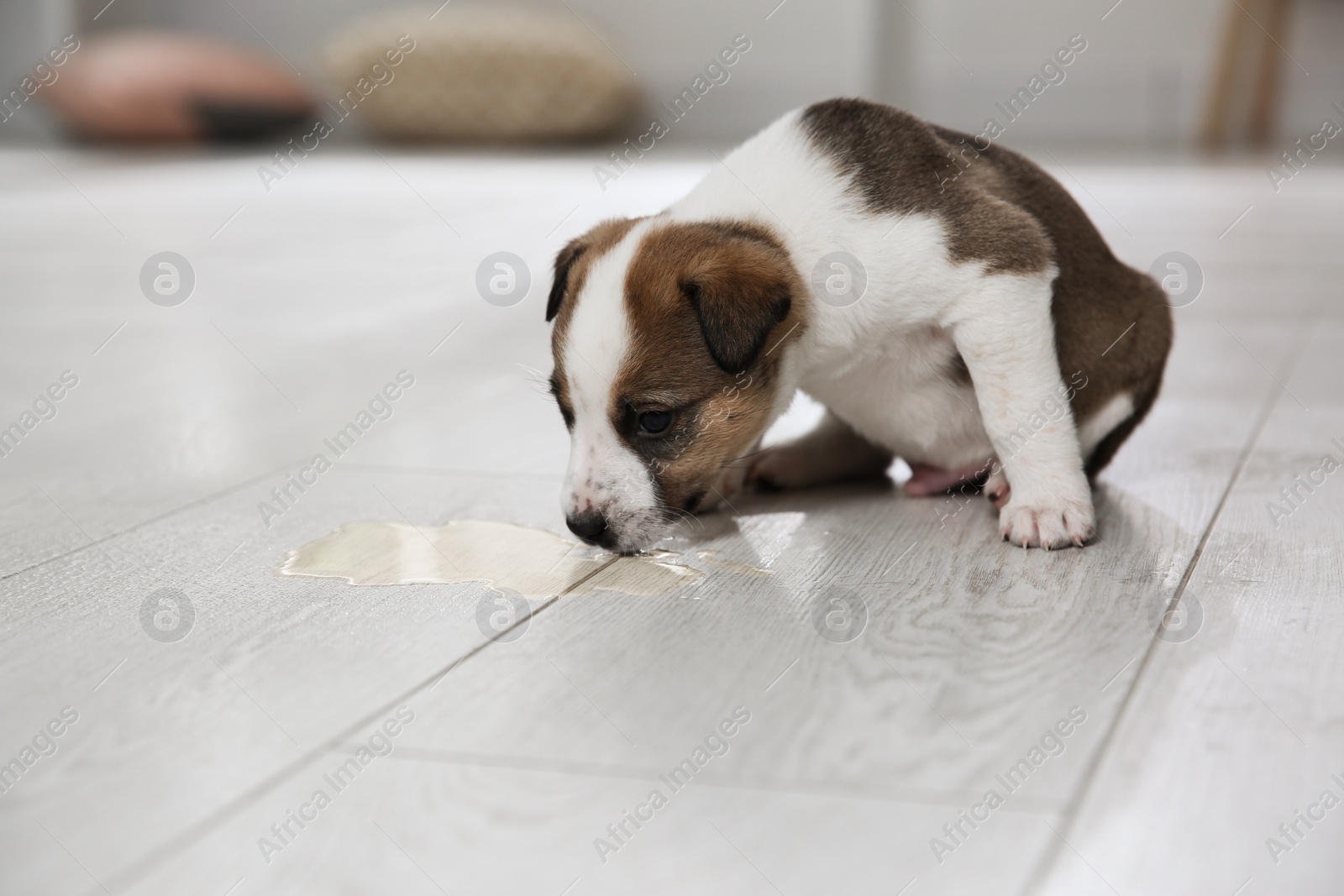 Photo of Adorable puppy near puddle on floor indoors