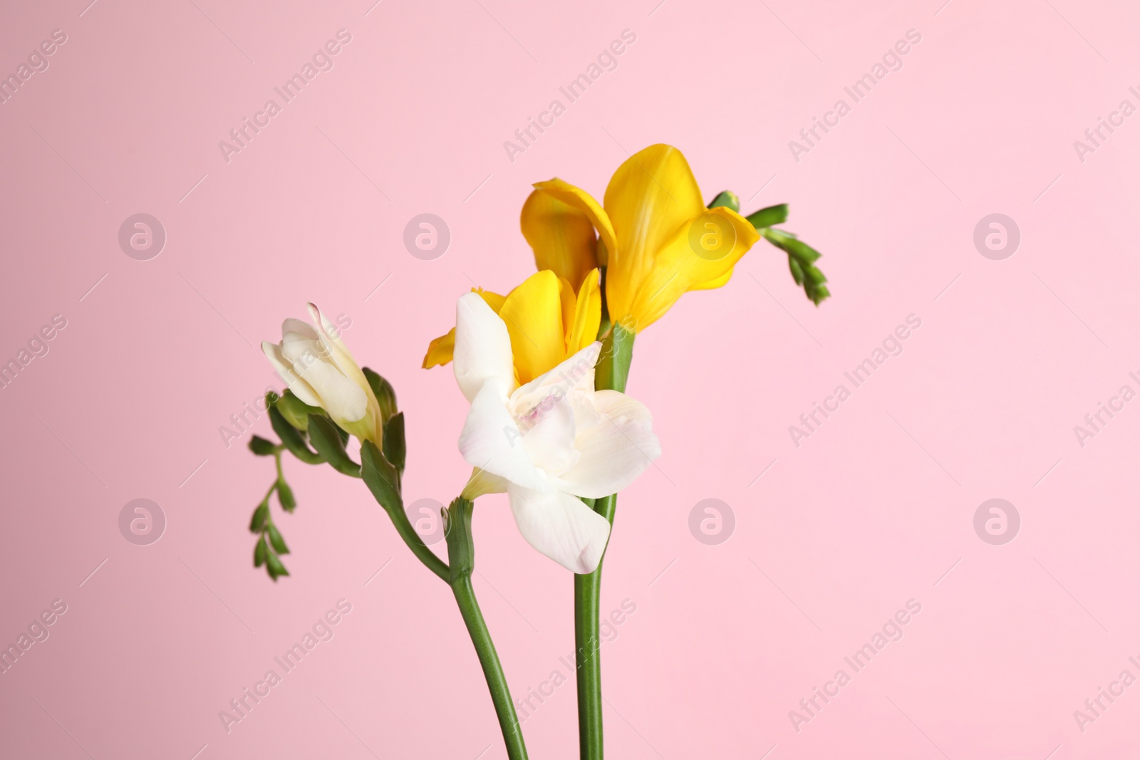 Photo of Beautiful tender freesia flowers on pink background