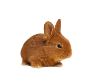 Image of Adorable fluffy Easter bunny on white background