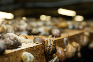Many snails crawling on wooden stand indoors, closeup