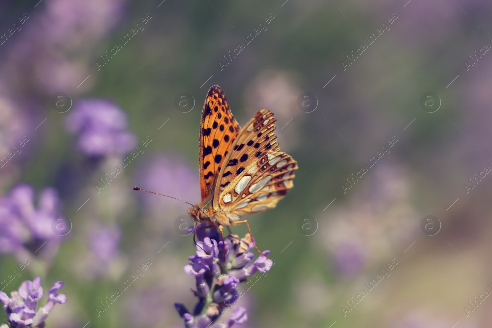 Photo of Beautiful butterfly in lavender field on summer day, closeup