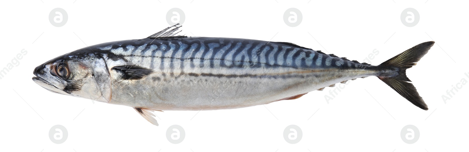 Photo of One tasty raw mackerel isolated on white