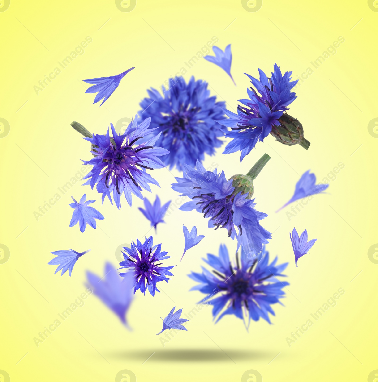 Image of Bright cornflowers in air on yellow background