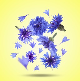 Image of Bright cornflowers in air on yellow background