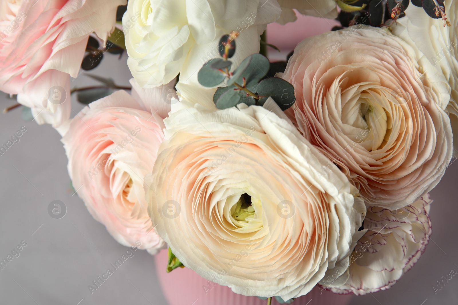 Photo of Beautiful delicate spring ranunculus flowers on color background, closeup