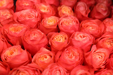 Photo of Beautiful fresh bright roses as background, closeup. Floral decor