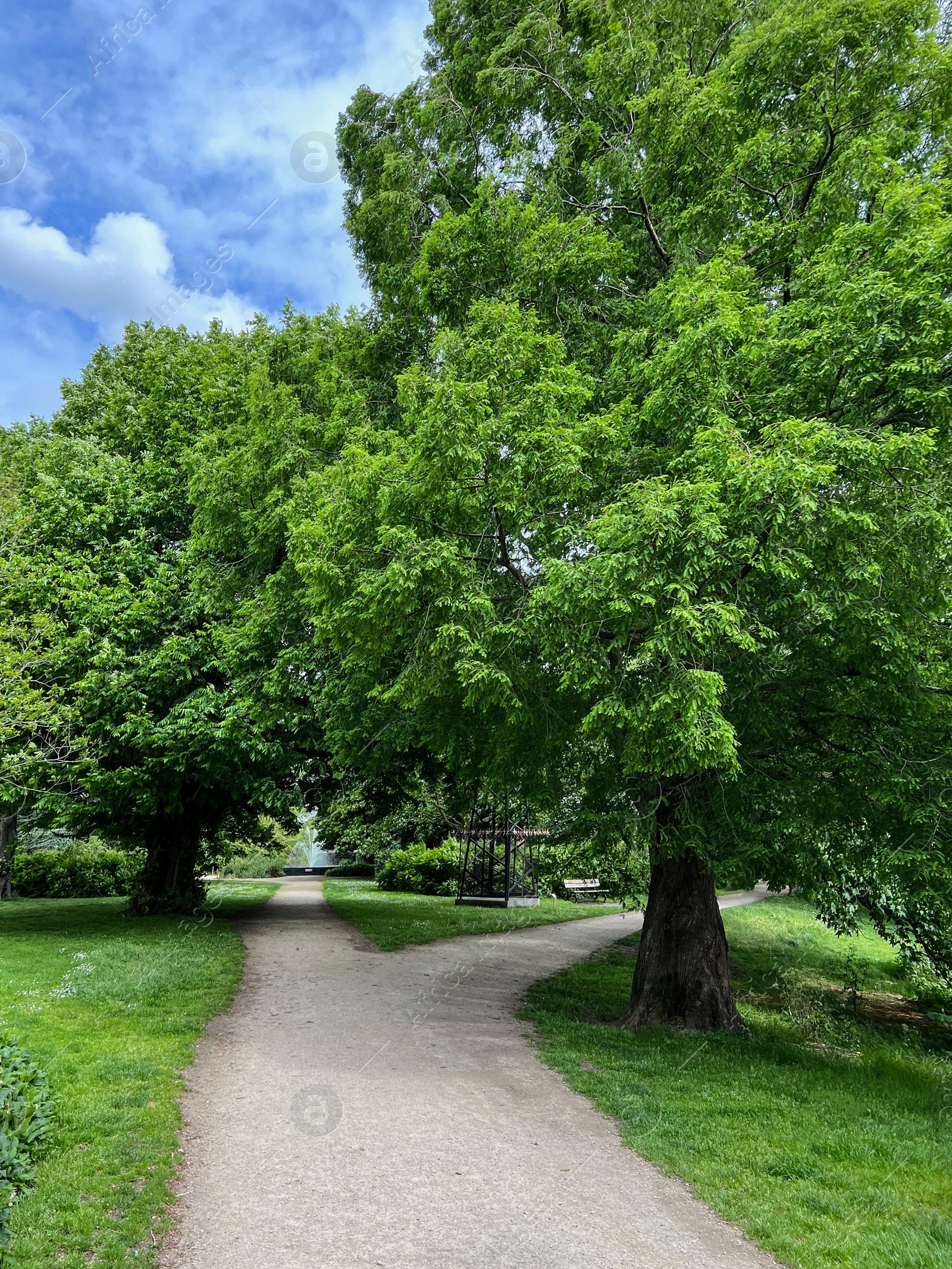 Photo of Beautiful view of green park with trees on sunny day