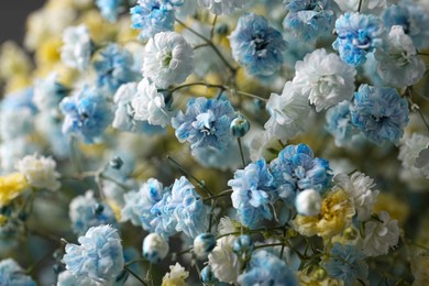 Many beautiful dyed gypsophila flowers, closeup view